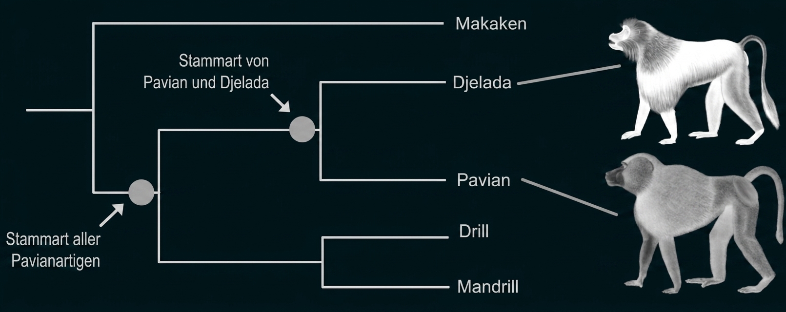 Stammbaum der Pavianartigen mit Makaken, Djelada, Pavian, Drill und Mandrill.